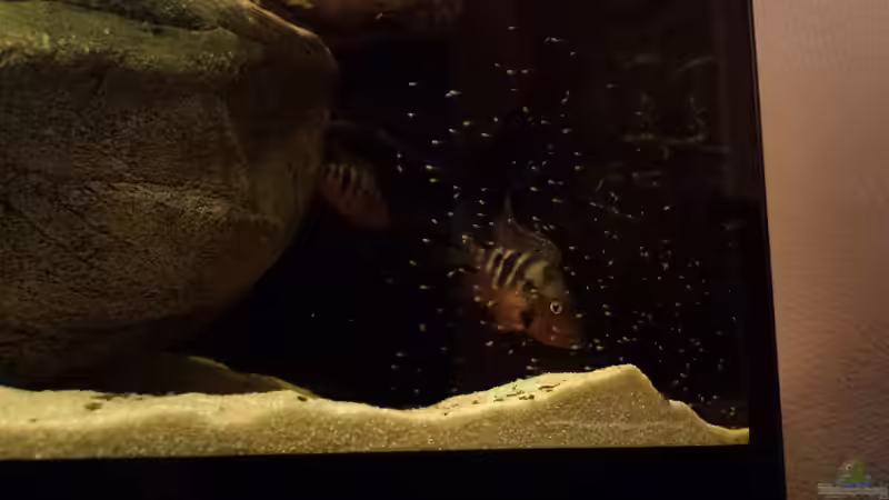 Meekis mit Larven von Laura (72)