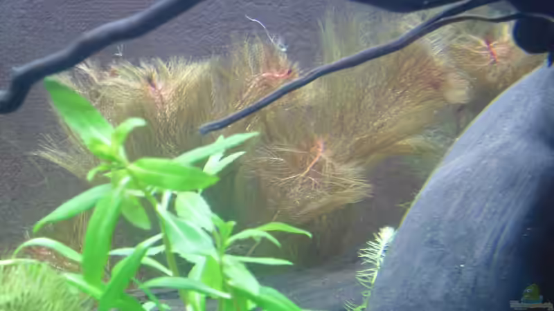 Meerjungfrauenpflanze von Fireman (10)