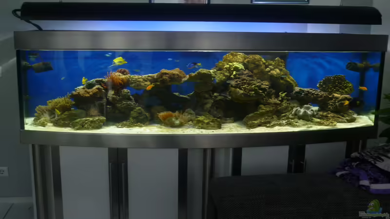 Meerwasser Aquarium 200x70x70