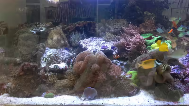 Meerwasser Becken 4x1x1m  4000 l Teil 1  von Martinerft (1)