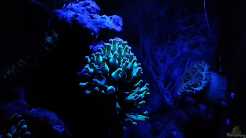 Meerwasseraquarium optimal beleuchten: Licht als Schlüssel für gesunde Korallen und stabile Riffaquarien