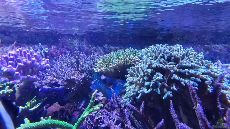 Meerwasserzusätze im Aquarium: Der umfassende Leitfaden für stabile Wasserwerte und gesunde Riffbewohner