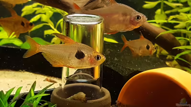 Aquarien mit Hyphessobrycon sweglesi (Roter Phantomsalmler)