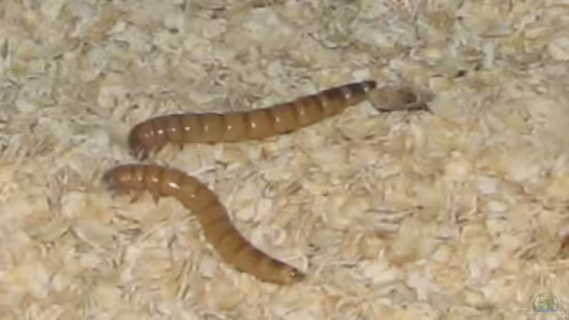 Mehlwürmer selbst züchten: Alles, was Terrarianer wissen müssen