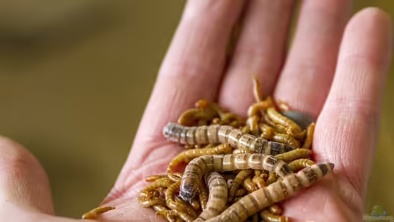 Mehlwürmer selbst züchten: Alles, was Terrarianer wissen müssen