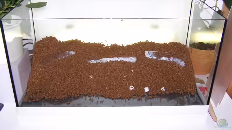 Mehr Akadama... von Fredo Fuss (10)