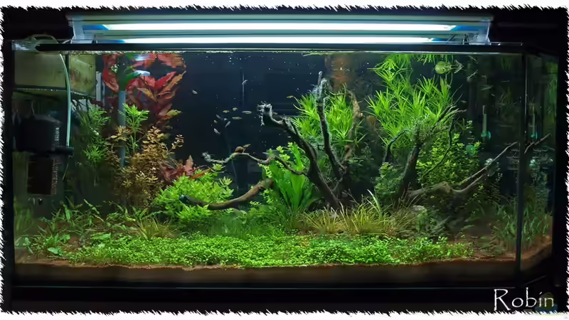 mehr Algen in Einfahrphase in 09/210 von pogona (7)