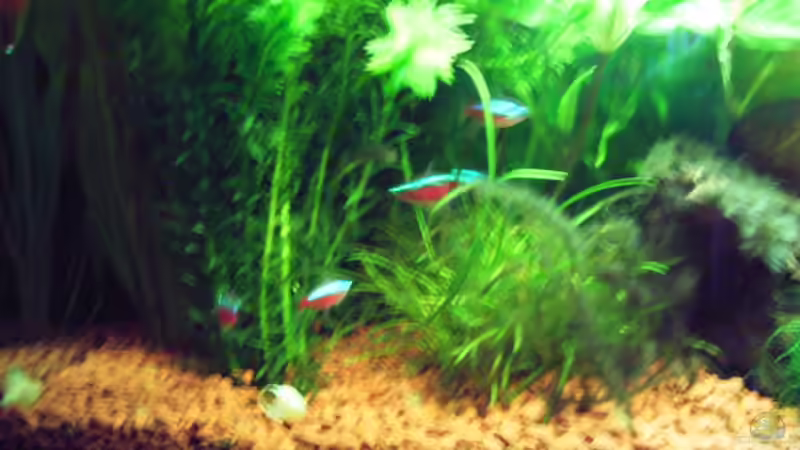 mehr als drei auf einem Fleck ist ´Meuterei´ von Martin Kind (18)