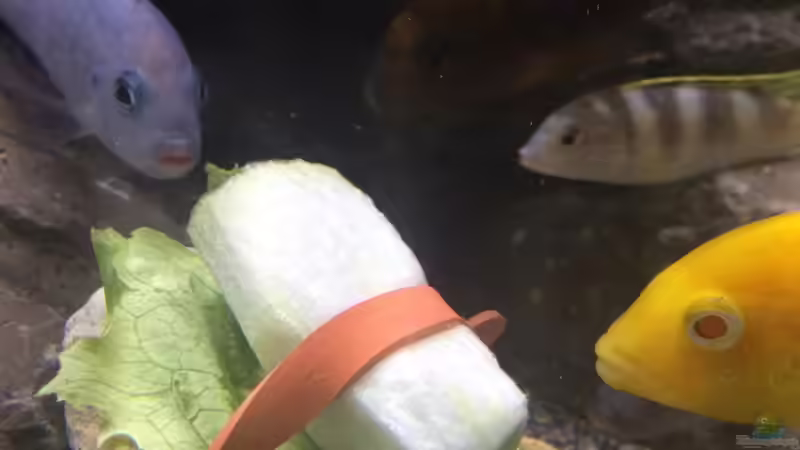 Mehr ´grün´ kommt da nicht rein:-) von Tobias.Neher (33)