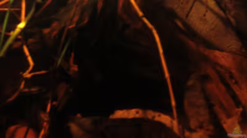 mehr Laub_28.04.2014_1 von Südamerikafreak BK (31)