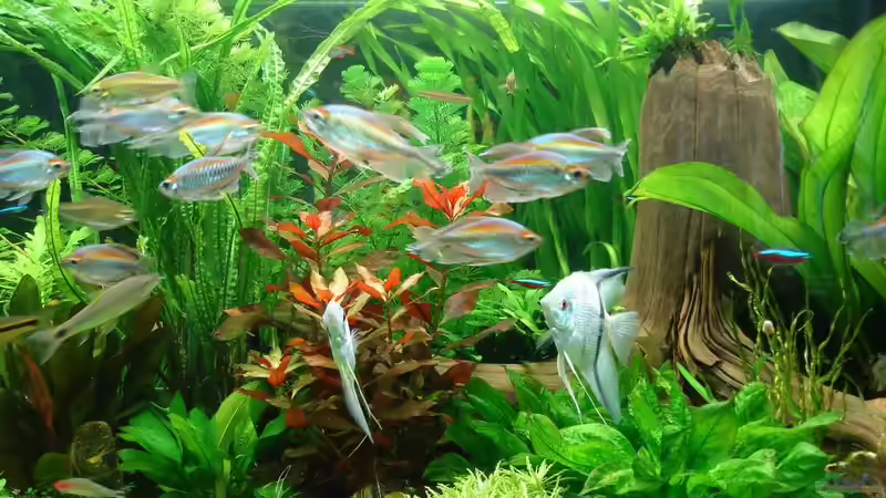 mehr nach rechts - 12.05.2014 von Grünhexe (103)