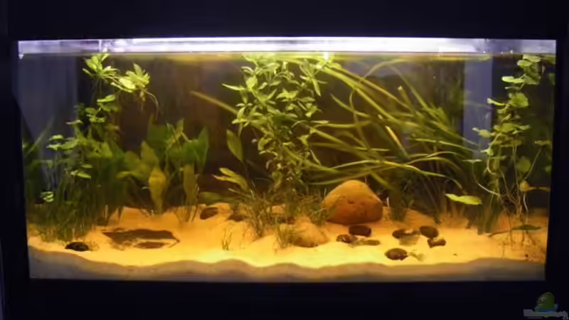 mehr Pflanzen gesetzt :) fehlen aber noch ein paar von derduff (1)