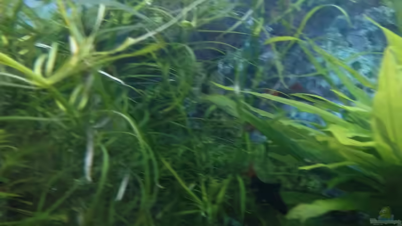 mehr pflanzen von Inai Whang (32)