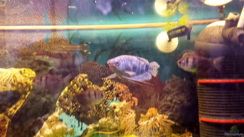 mehrere Beckenbewohner von mamo2000 (35)