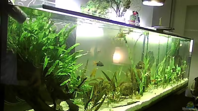 MEIN  2  METER ASIEN BIOTOP von Christian Franke (1)