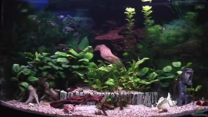 Mein !!! NEUES !!!  Süd-/ Mittelamerika Aquarium