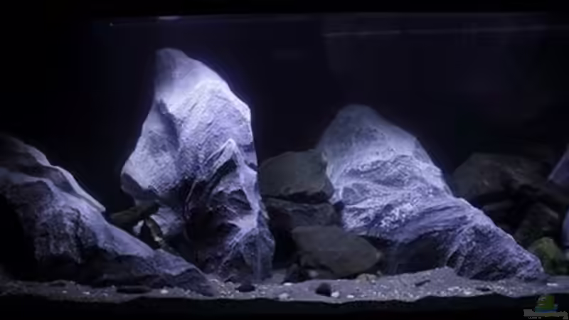 Mein 1. Malawibecken von Jürgen Hubral (1)