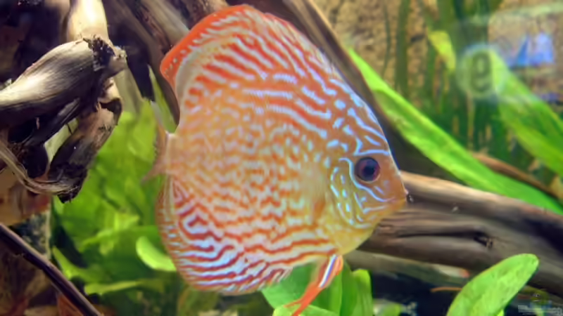 Mein 1. Red Scribbelt von Thorsten Ikemann (14)