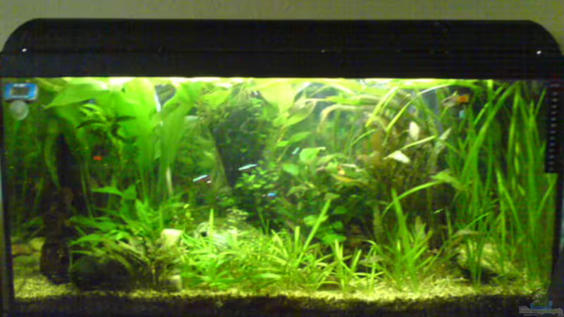 Mein 112L Aquarium (16.08.08)