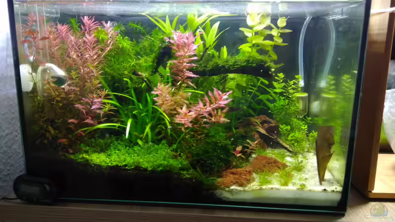 Mein 2. AQ. Garnelenbecken mit 25 Liter Inhalt von Shiro13 (2)