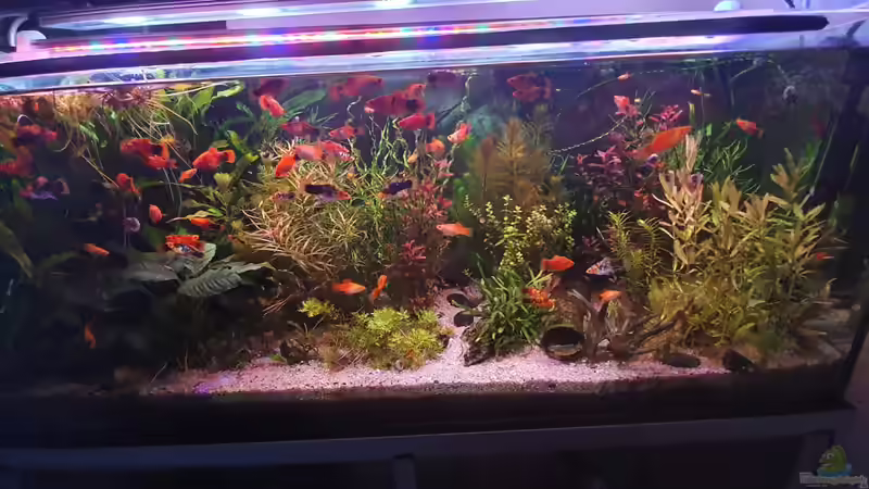 Mein 2. Aquarium von Zamiera (1)