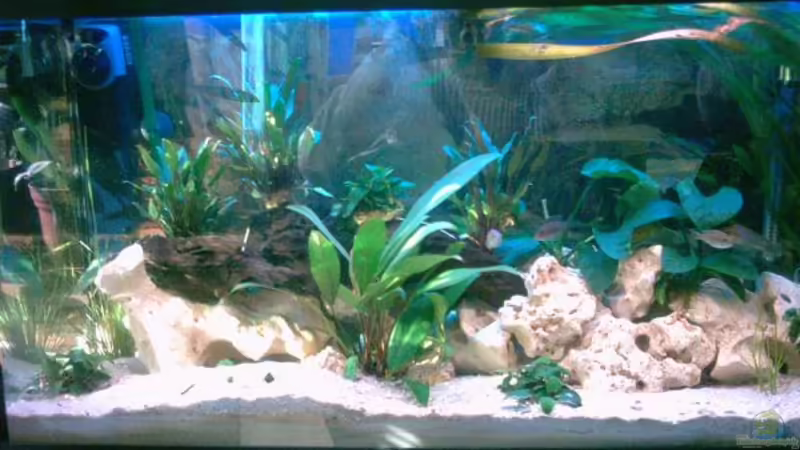 Mein 200 Liter Malawie Becken