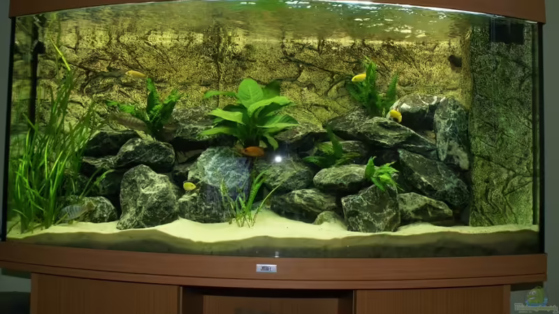 Mein 260l Malawi Becken von Onno83 (1)