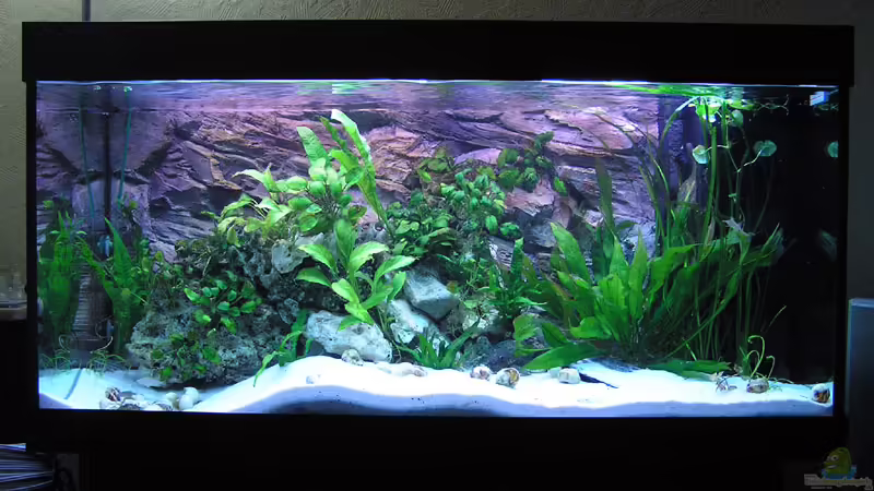 Mein 300l Tanganjika Becken von Christian Witte (1)