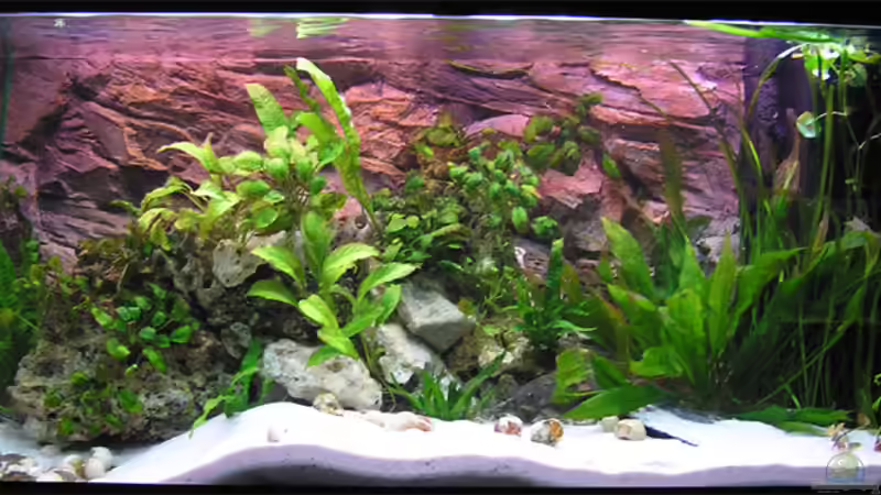 Mein 300l Tanganjika Becken von Christian Witte (2)