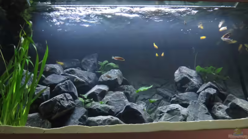 Mein 430l Mbuna Becken von BastiB (1)