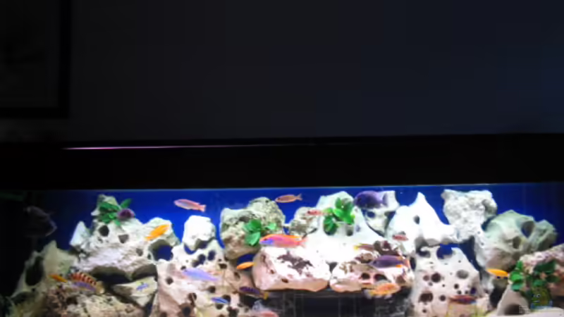 Mein 500 Liter Becken