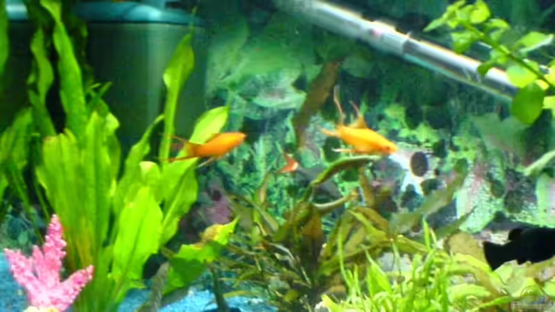 mein 54 liter becken von Sascha Ebers