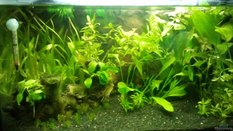 Mein 60er Becken  von V.V