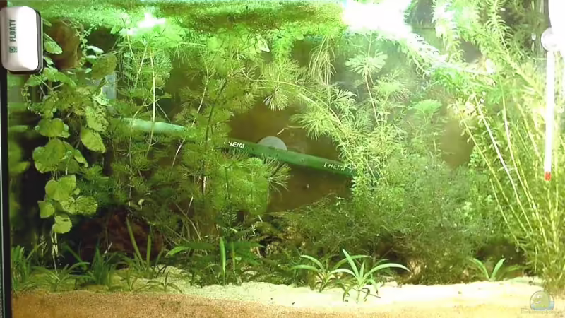 Mein 63er von Jana Gelfort (1)