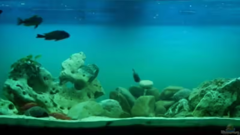 Mein 648 Liter Tanganijka-Becken von Manuel Kellauer (1)