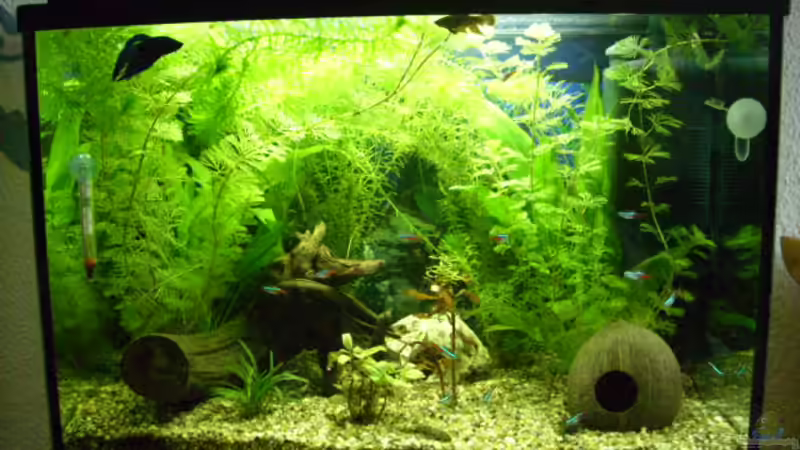 Mein 84 L Aquarium von Mario Hey (1)