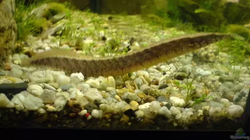 Mein Aal aber er ist Wahrscheinlich nicht mehr lang im Bechen :-( von Christoph H. (12) (12)