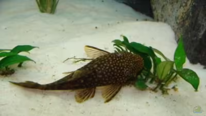 mein absoluter Liebling - Frau Wels von malawi74 (23)