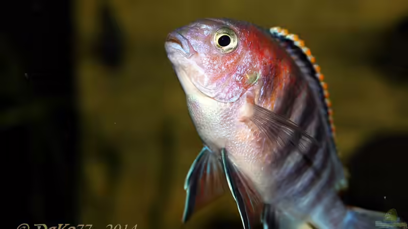 Einrichtungsbeispiele mit Tropheops