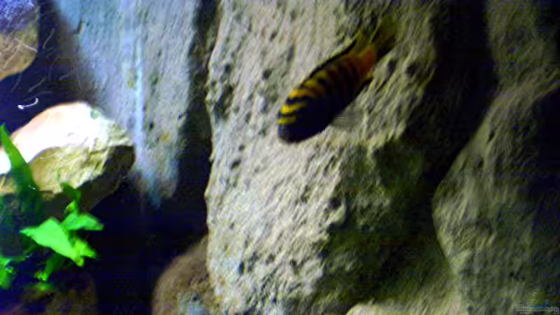 Einrichtungsbeispiele mit Pseudotropheus flavus