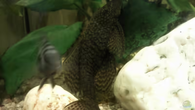 Mein ältester Antennenwels auf Erkundung der Umbauten von mikael38 (39)