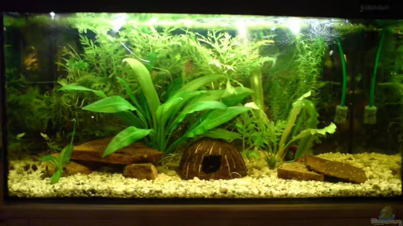 Mein Afrikabecken von Peter Krusche (1)