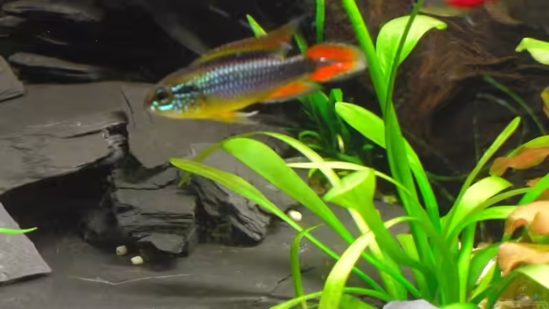 mein Agassiz Männchen von Layu (7)