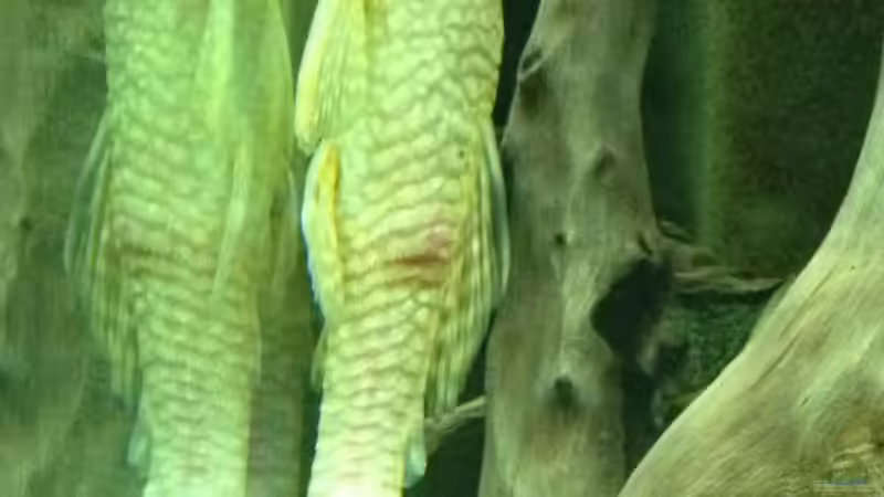 mein Albinoantennenwels von Thomas S-H (29)