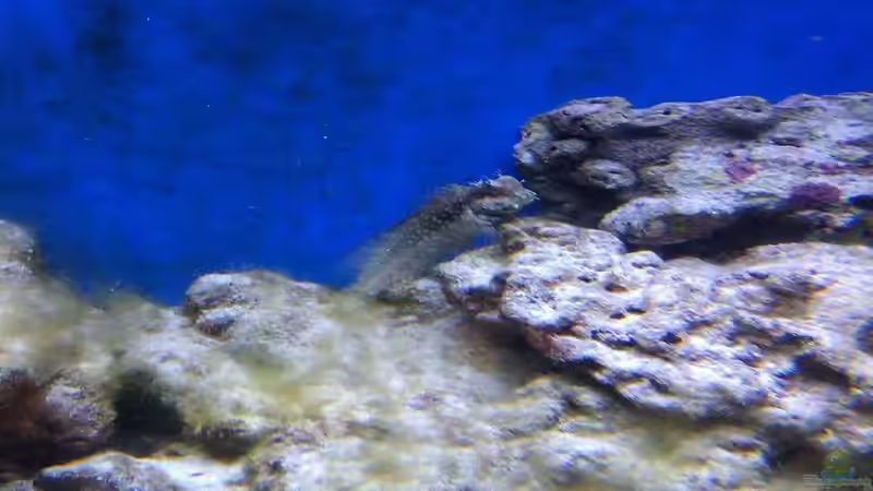 Aquarien mit Salarias fasciatus (Juwelen-Felshüpfer)