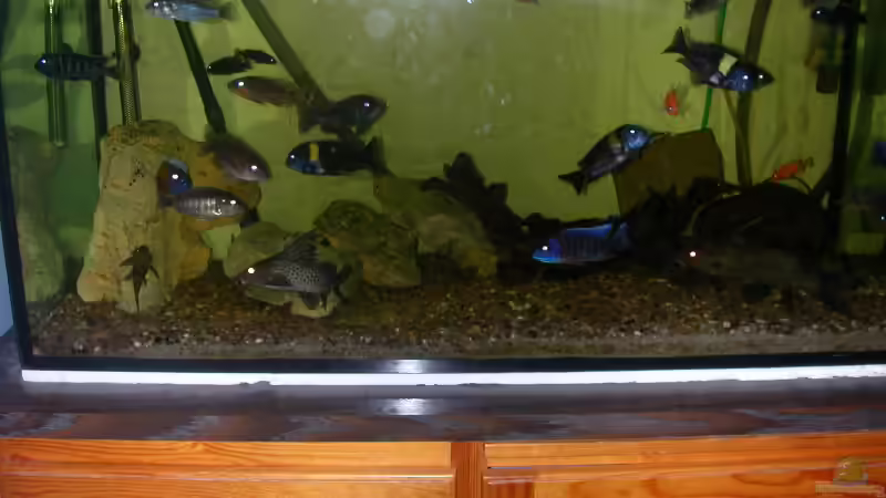 Mein altes Aquarium! von Michael Weber (4)