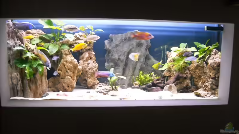 mein altes Becken 160x60x60  von Herbert (19)