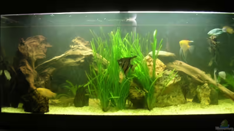 Mein altes Becken mit 430liter netto(130x60x60) okt.2007 von phoenix81 (2)