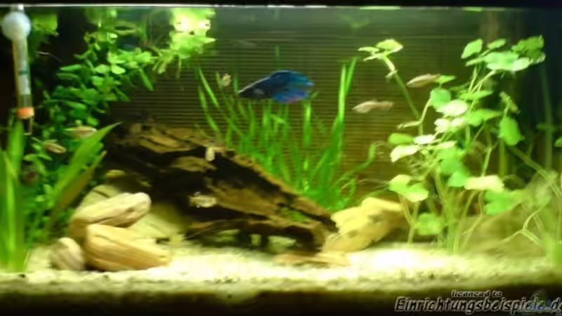 Mein altes Becken von elmo (3)