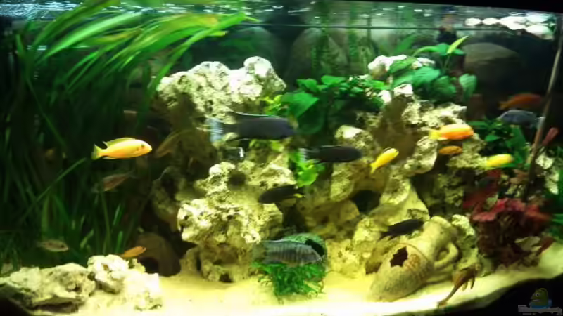 mein altes becken von muchta (1)